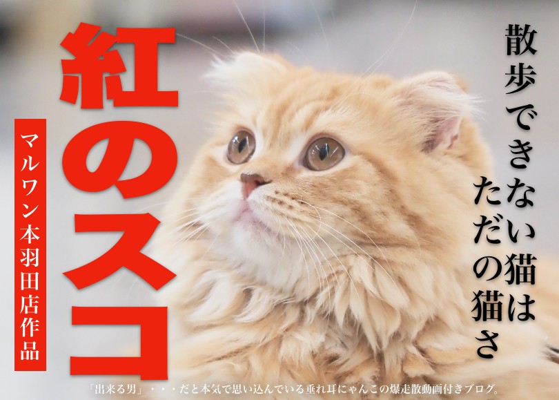 スコティッシュフォールド 】お散歩できない猫はただの猫さ