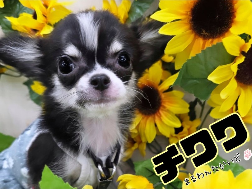 チワワ 】性格良し！ビジュアル良し！多頭飼いにもお勧めな