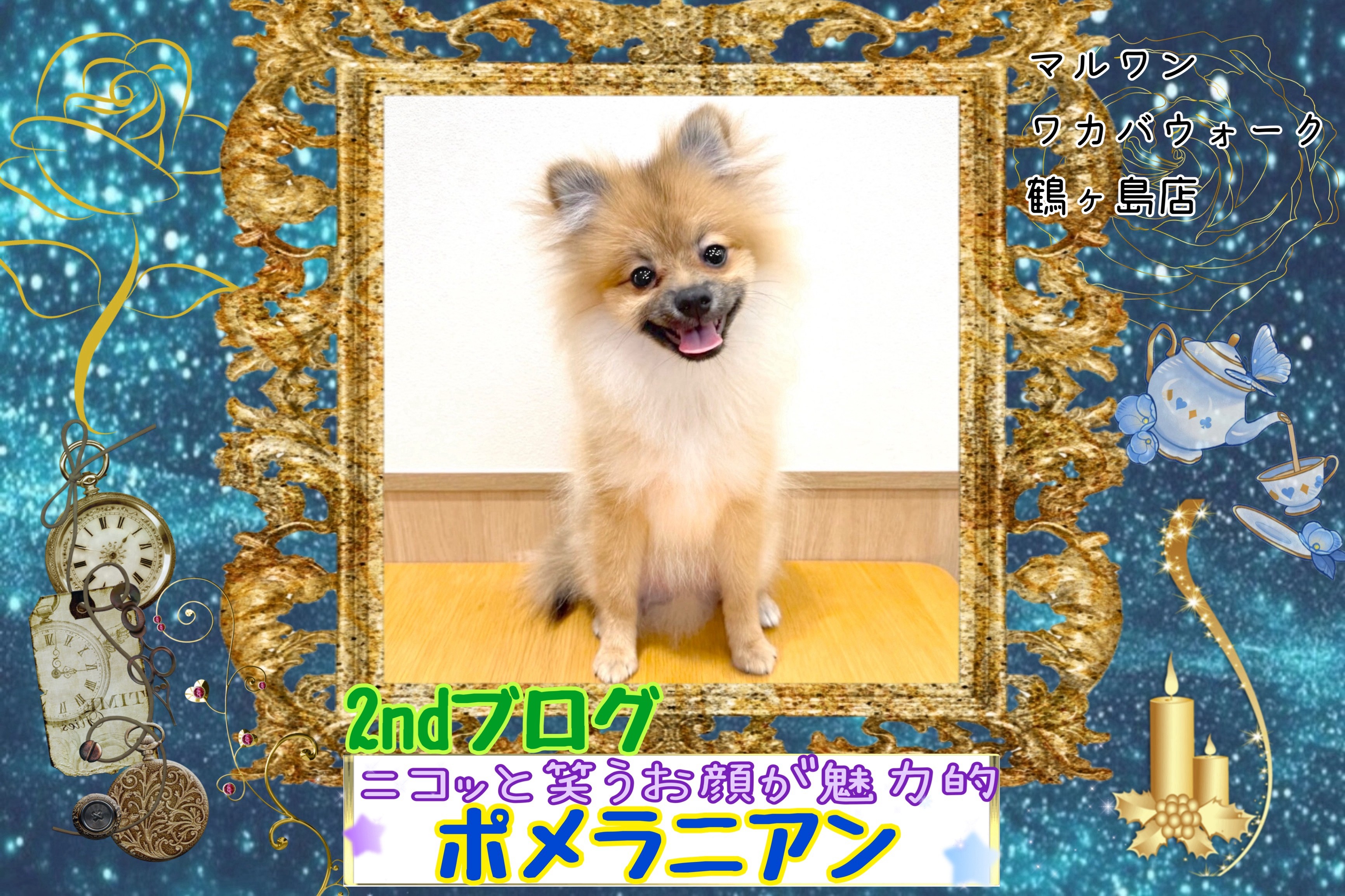 ポメラニアン 】ニコッと笑うお顔がとっても魅力的なポメちゃん2nd
