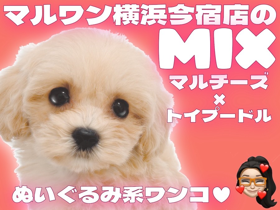 Kishy マルプー もしもし、うちの犬は2歳なんだけど、正確な種類が Kishy マルプー もしもし、うちの犬は2歳なんだけど、正確な種類が