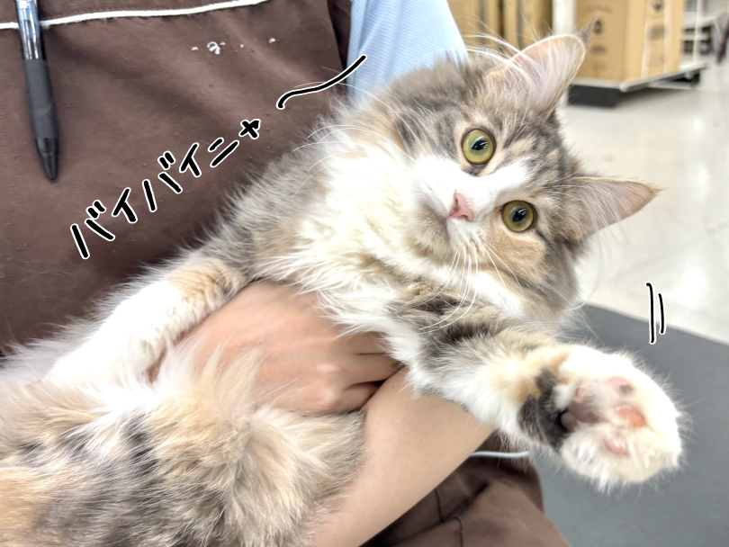 ご来店の際にはぜひ抱っこをしてみてください♪ | ノルウェージャンフォレストキャット （05-160） - 本羽田店