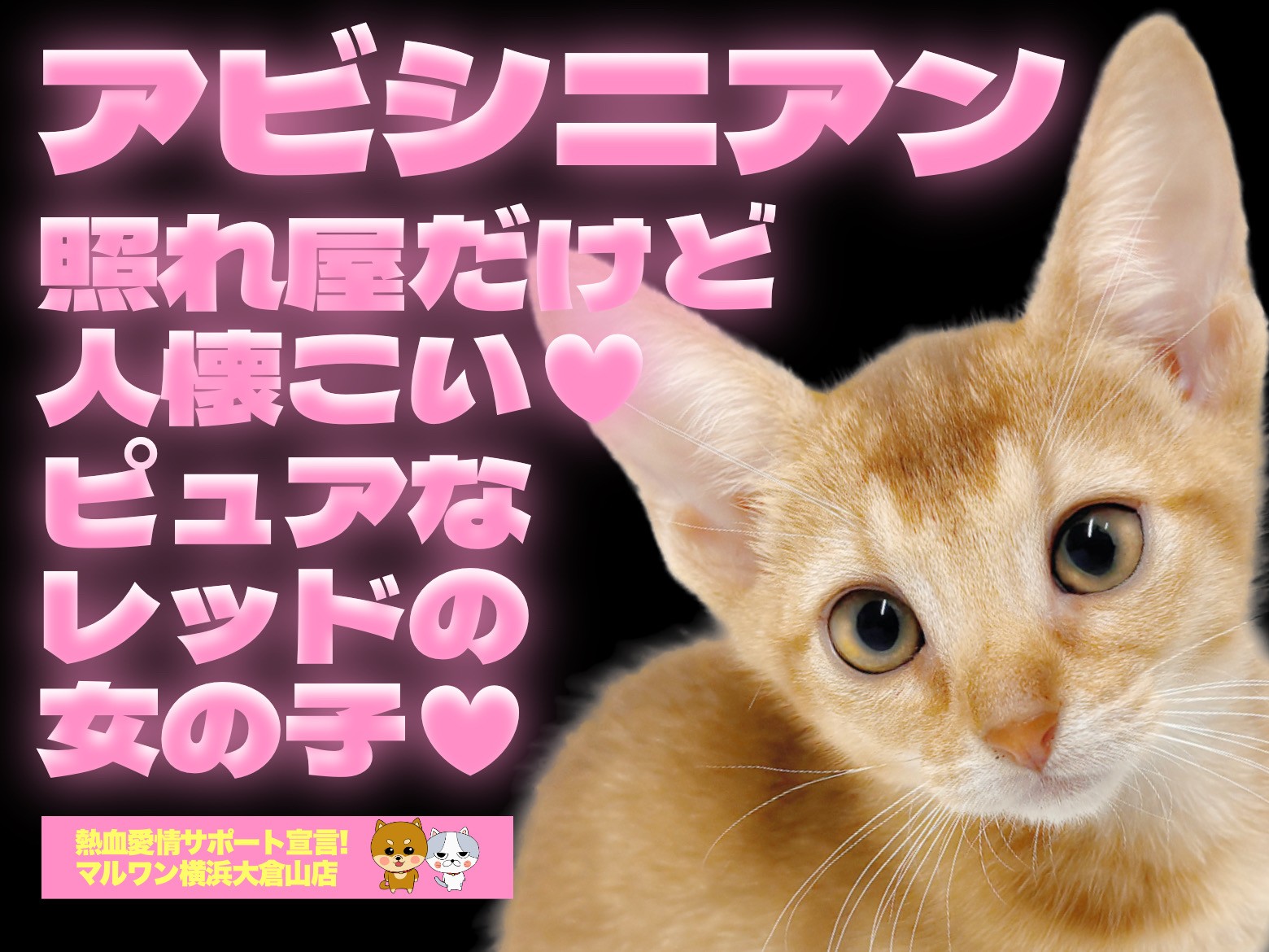 アビシニアン 】完璧すぎるお顔立ちとプロポーション！将来有望の良