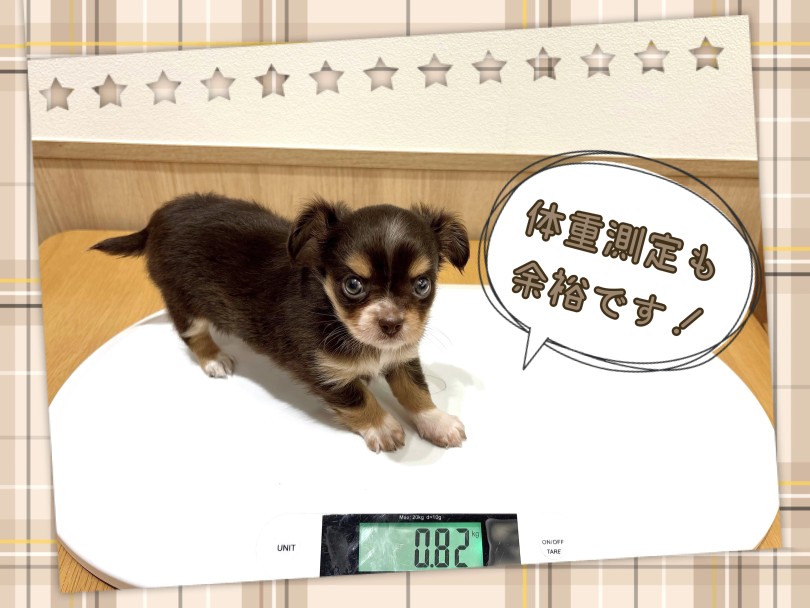 2025年9月3日測定時の体重は820g | MIX犬 チワックス （21-249） - 鶴ヶ島店