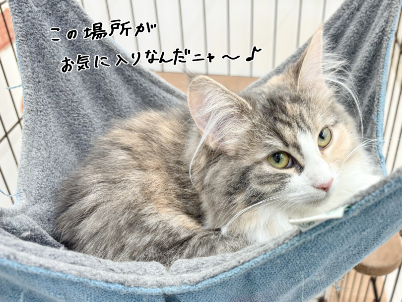 お気に入りの「ハンモック」にご満悦 | ノルウェージャンフォレストキャット （05-160） - 本羽田店