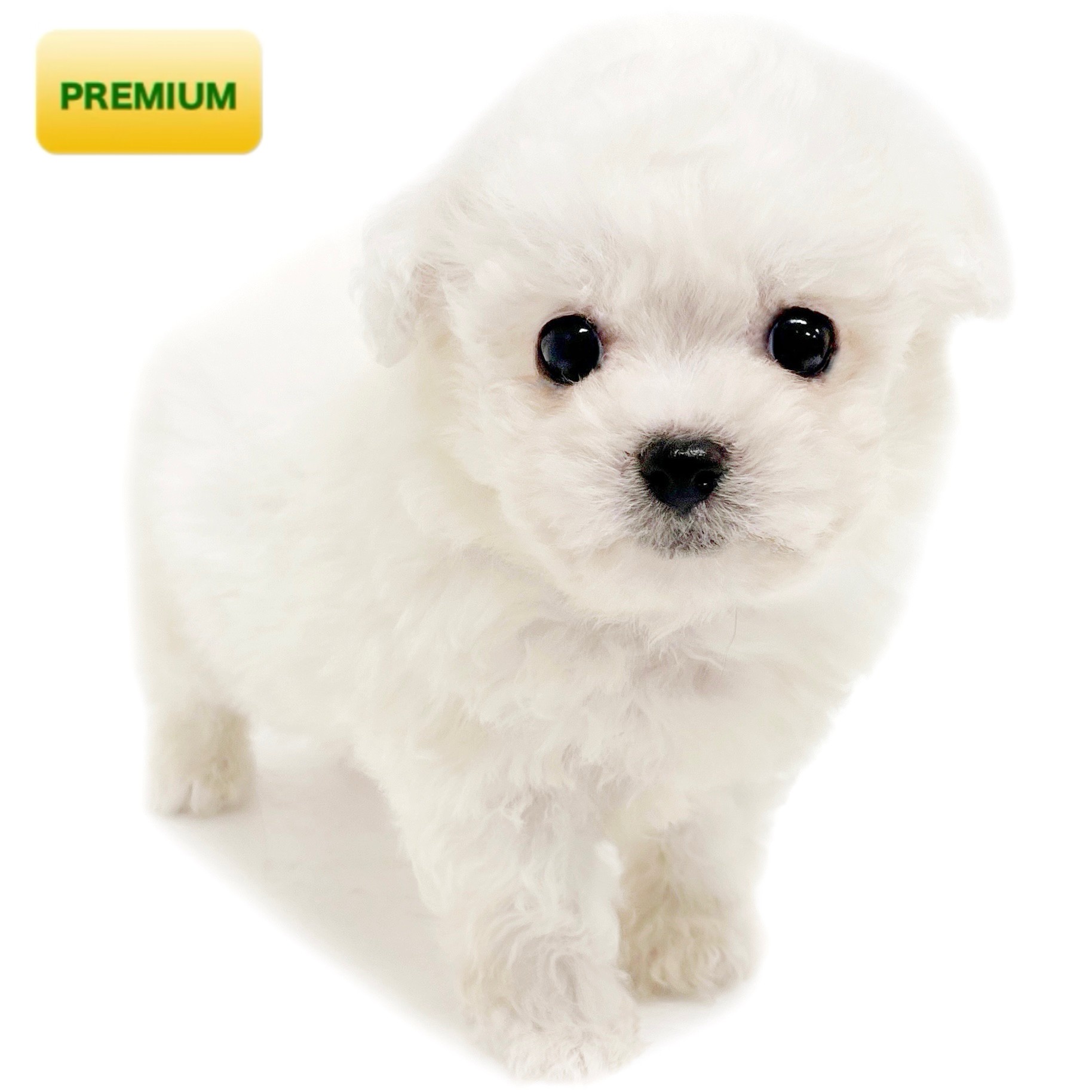 ビションフリーゼ | ペットショップ マルワン 小さめ子犬 美形な