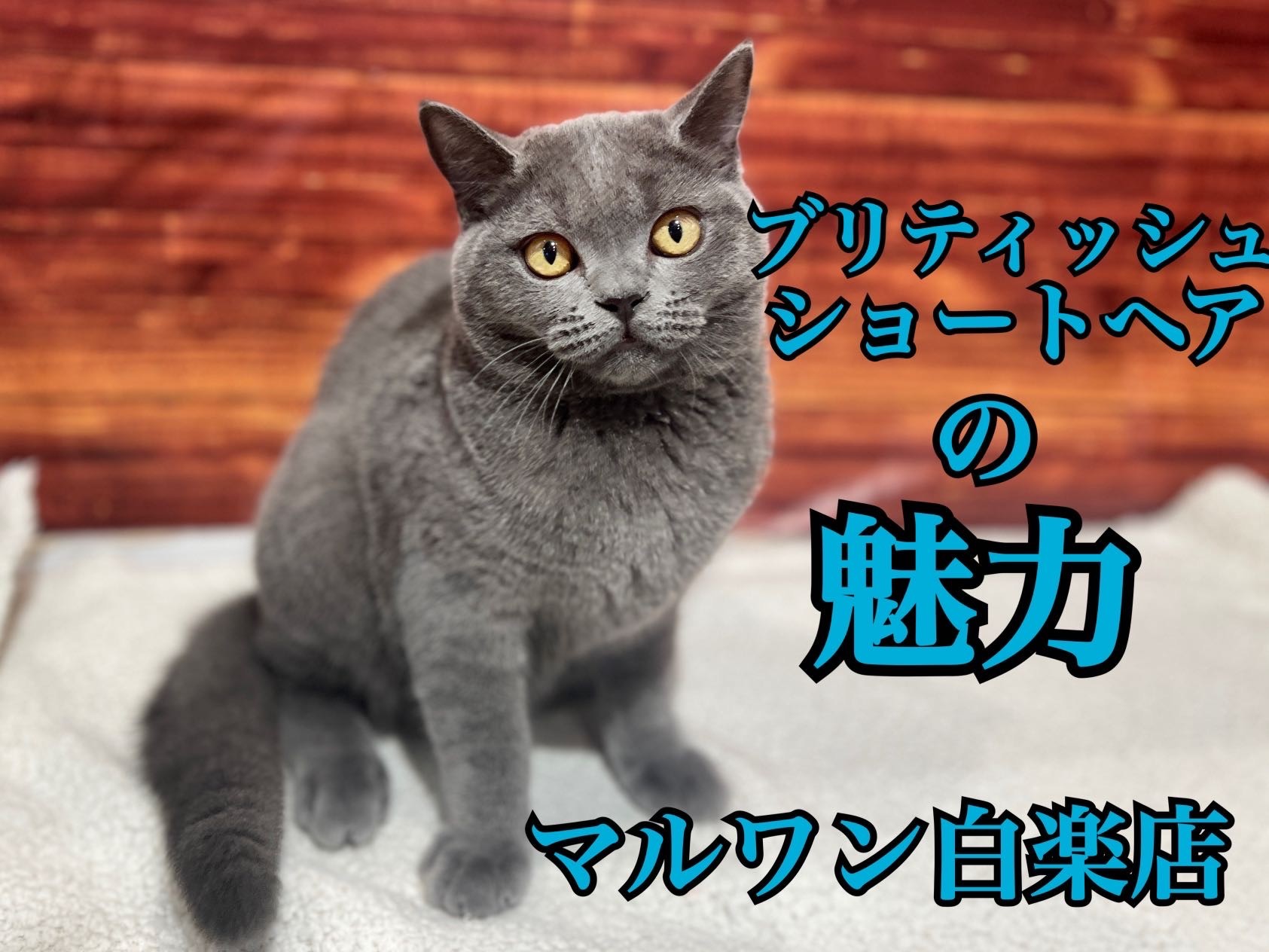 ブリティッシュショートヘア 】猫デビューにぴったりおっとり性格の