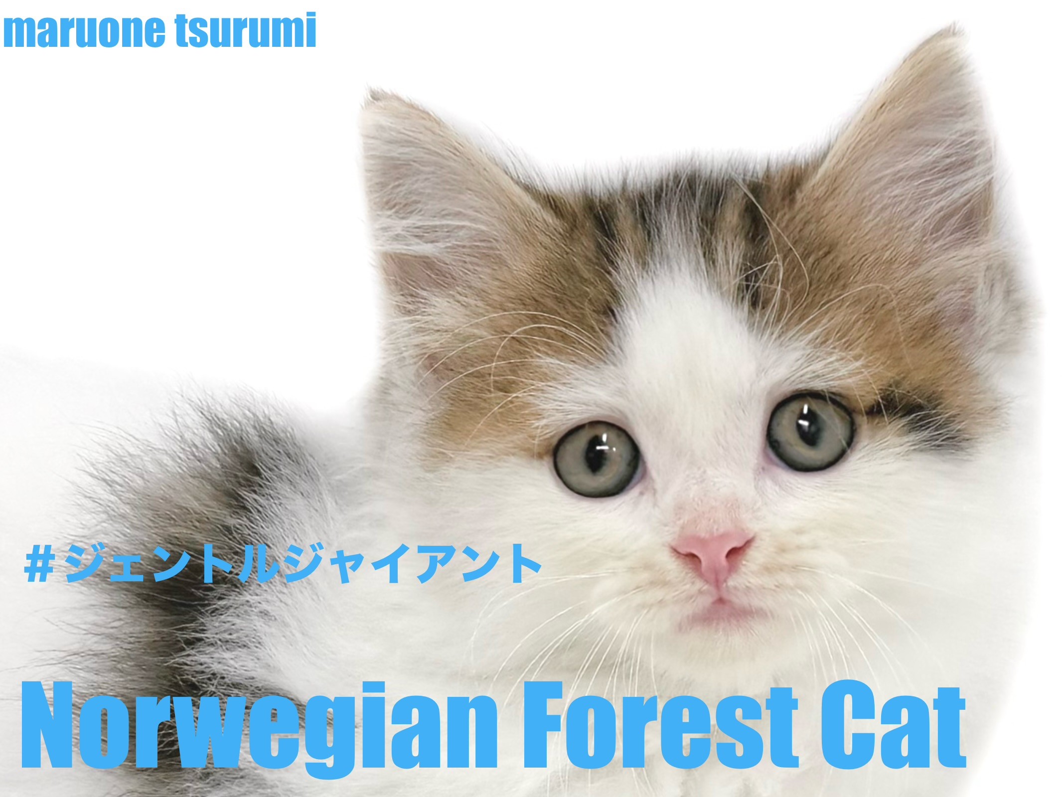 ノルウェージャンフォレストキャット 】美しいブラウンタビー