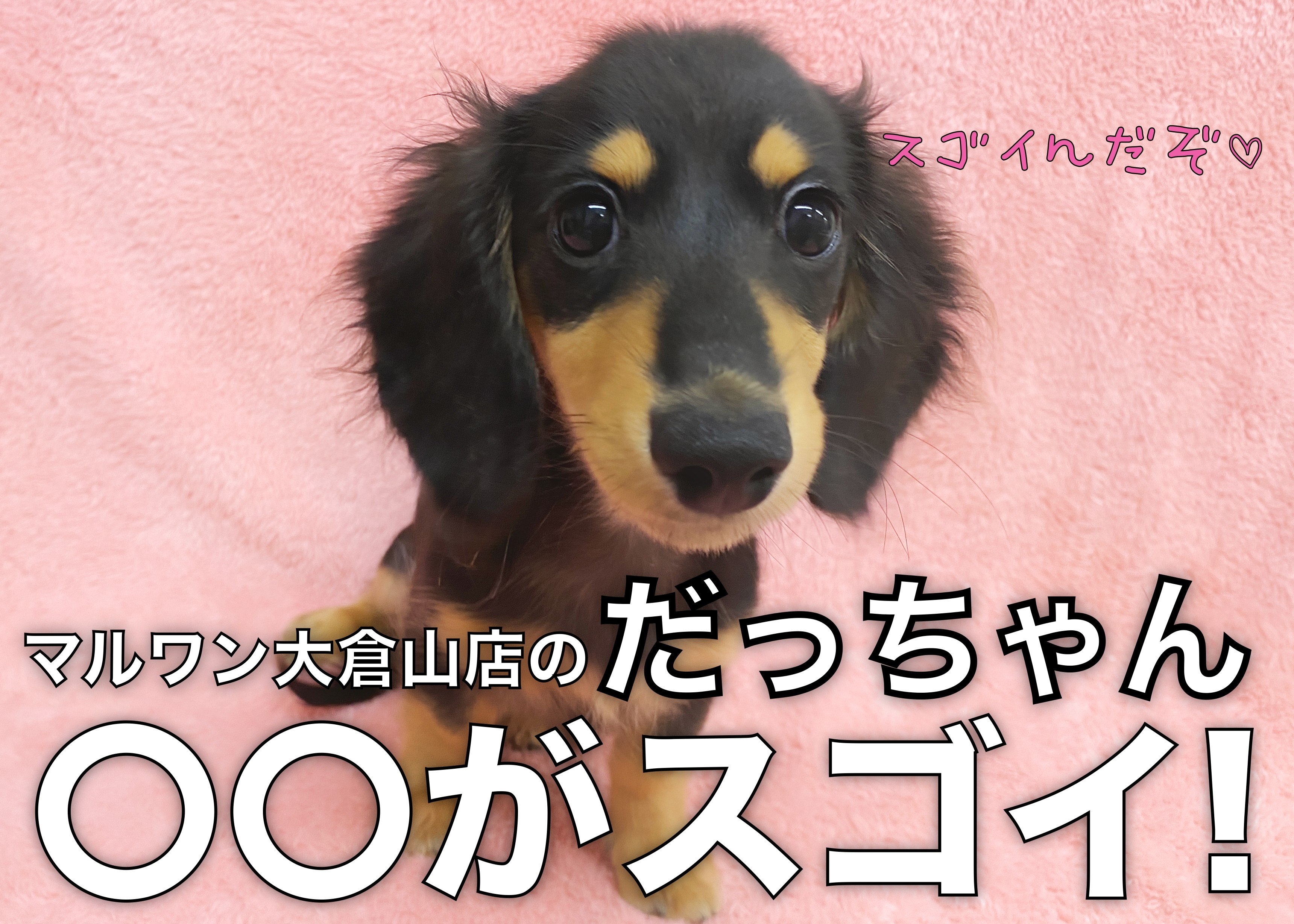 ミニチュアダックスフント 】輝きがレベチ！だっちゃんの〇〇がスゴイ