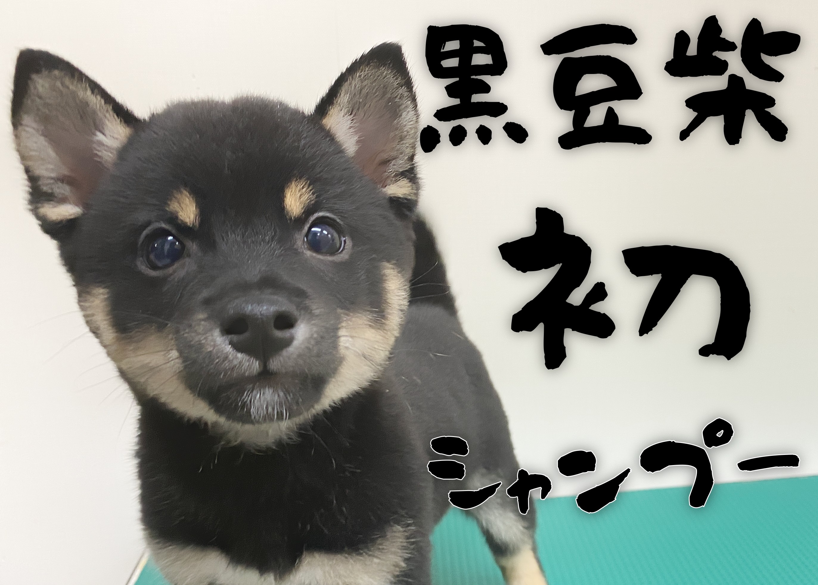 豆柴 】初シャンプーに挑戦！ふかふかの被毛は最高の触り心地