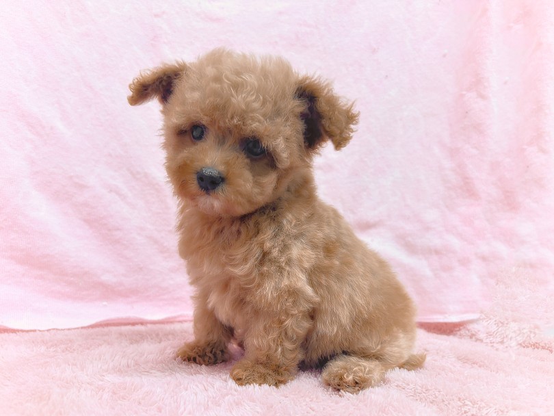 口元のホワイトがミルクが付いているみたいで可愛い♡ | MIX犬 マルプー （06-310） - 横浜 大倉山店