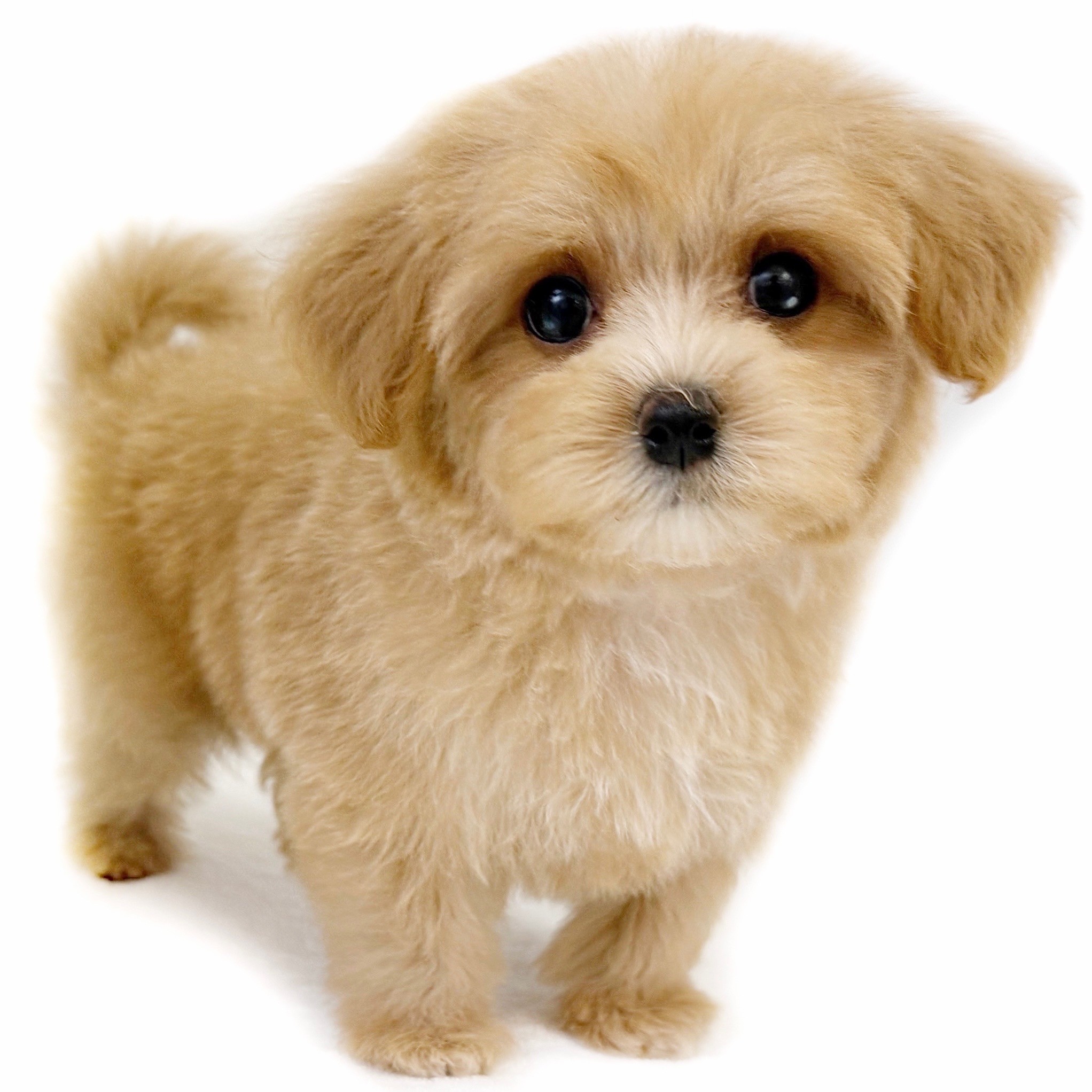 はなおまるたん マックストイ 大戦争ゴジラ ピンク蓄光成型 WF2023夏 MAXTOY マックストイ 大戦争ゴジラ ピンク蓄光成型 WF2023夏