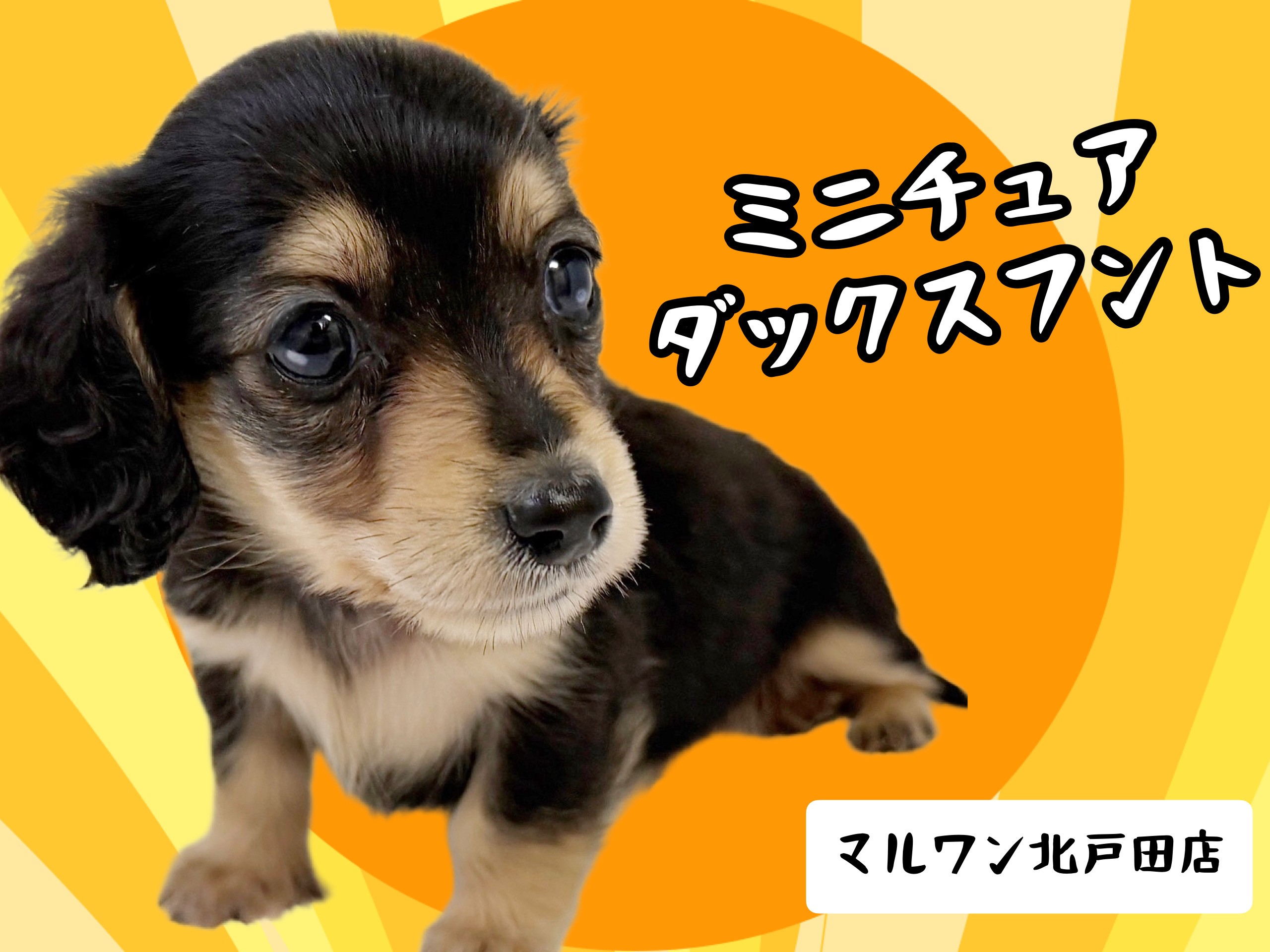 やんちゃな小猫　ポイントカード　早い者勝ち！！ 激レア  ザ・RED\u203c️日を追うごとに紅さ増し増し | フレンチブルドッグ