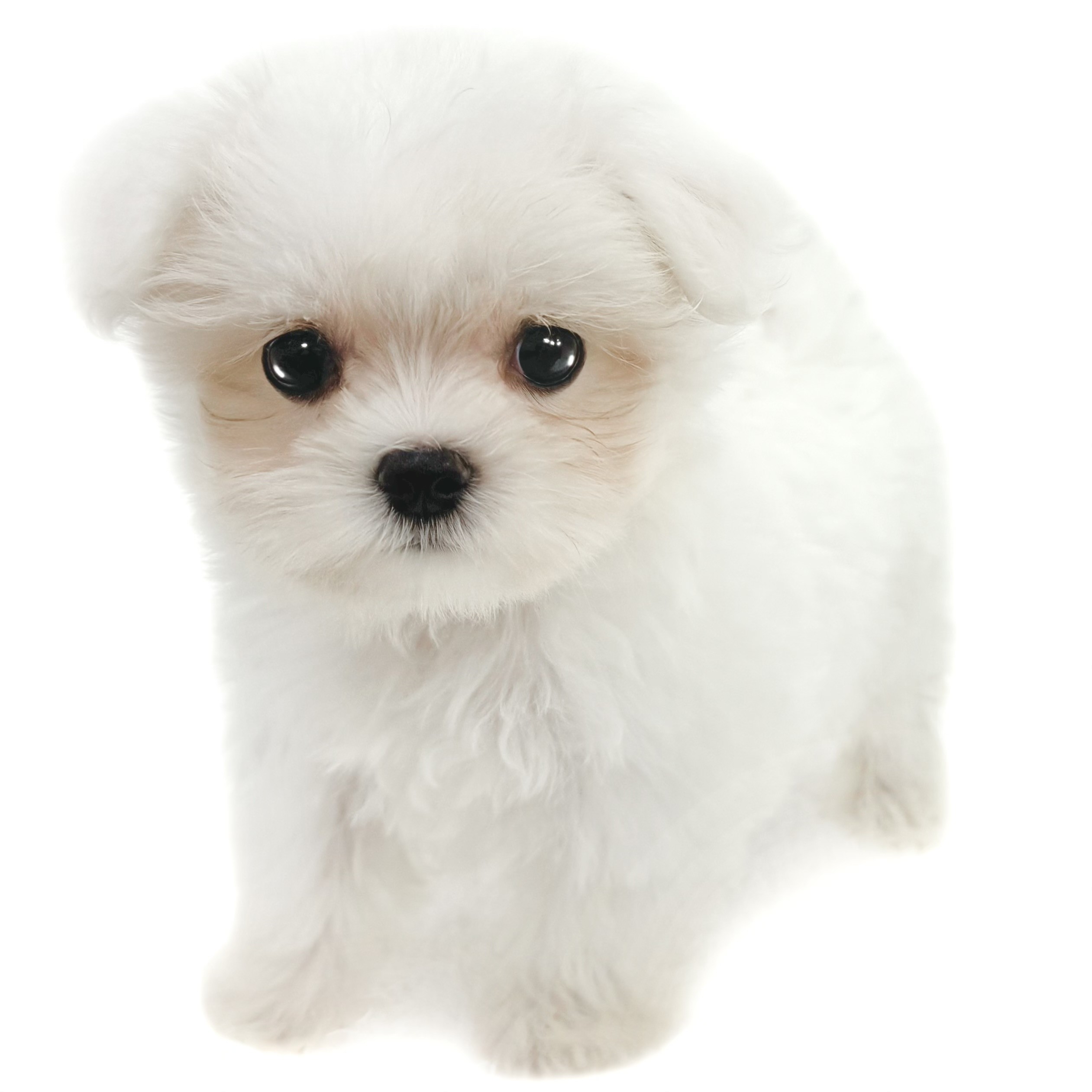 まるさん様ホワイトs1週間 安全靴 スニーカー Z-DRAGONS3171-1 |サンワーク本店