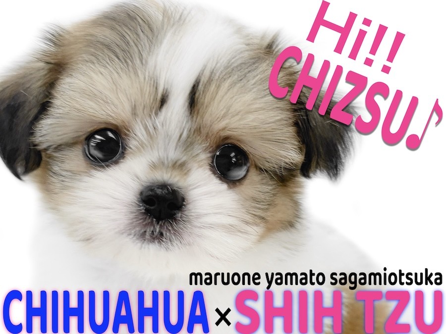 MIX 】チワワとシーズーの魅力満載！お顔もサイズ感も愛らしいチワズー