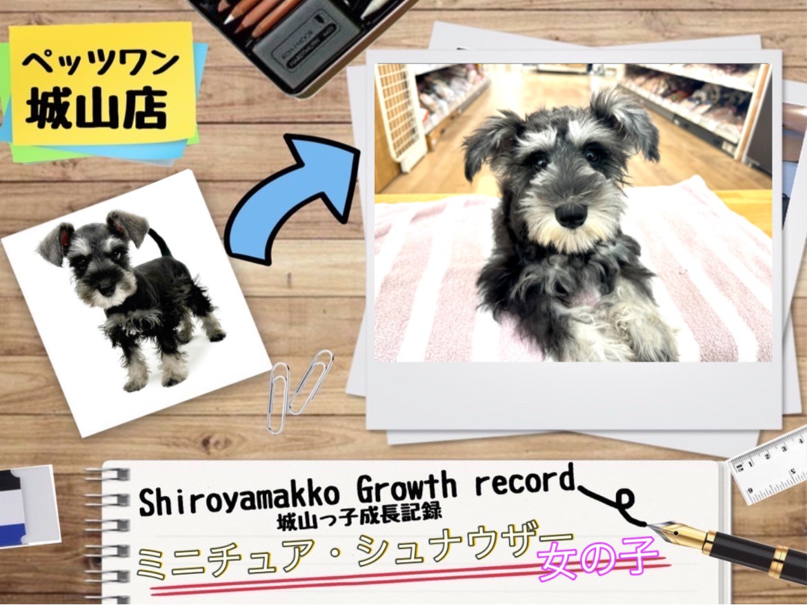 シュナウザーちゃんサンタクロース他2点おまとめ ミニチュア・シュナウザー 】2nd紹介いよいよシュナちゃんのお散歩
