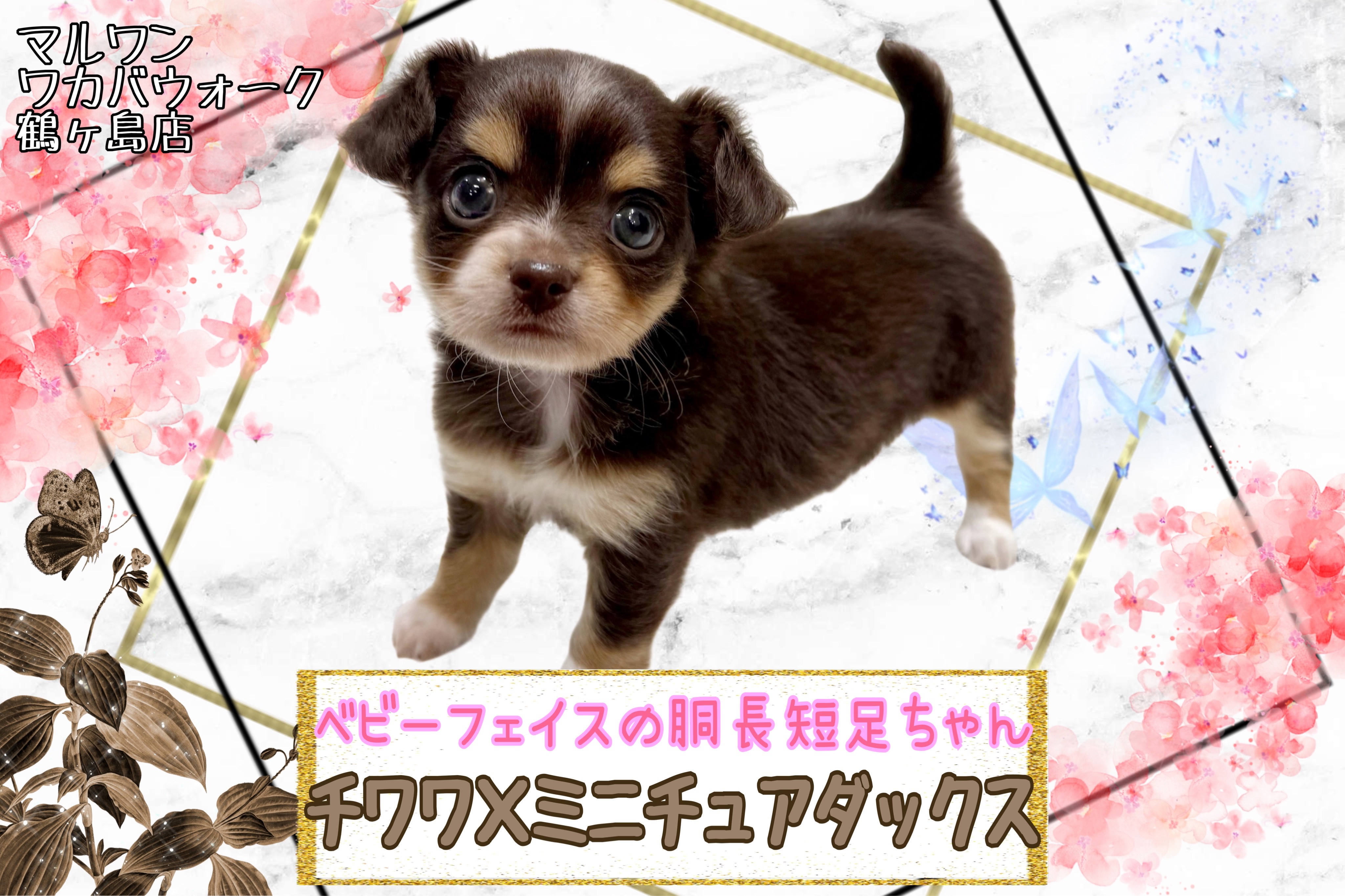わんわんちゃん 𓂃𓂂𖡼.𖤣𖥧𓈒 ⁡ 道の駅に寄ったら 混み混みでした𓇠 ⁡ わん
