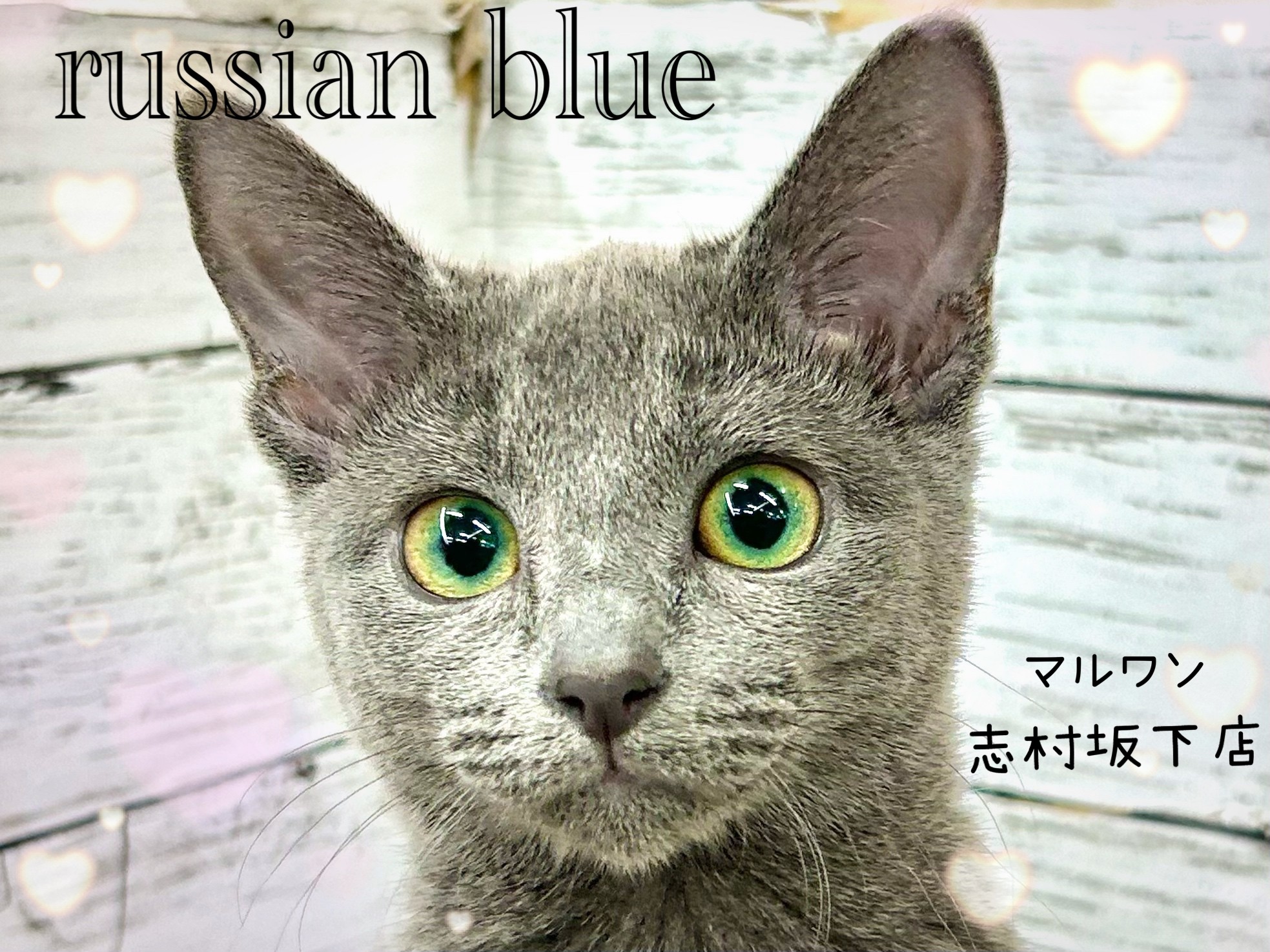 652f18804e750936b70324877d33bf