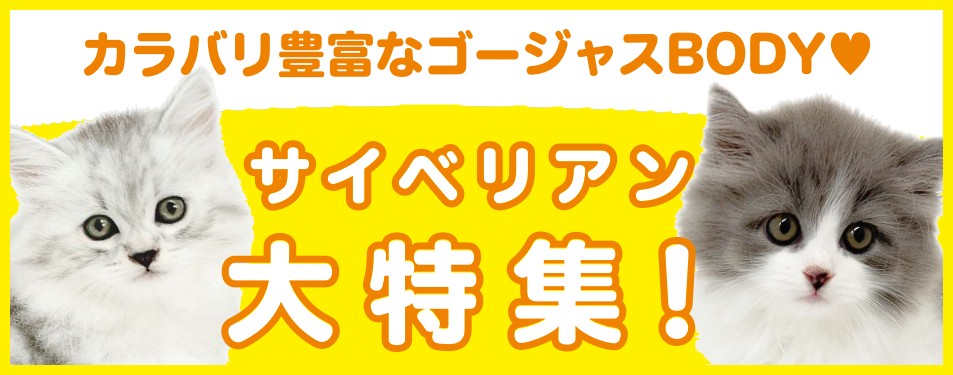 特集猫サイベリアン