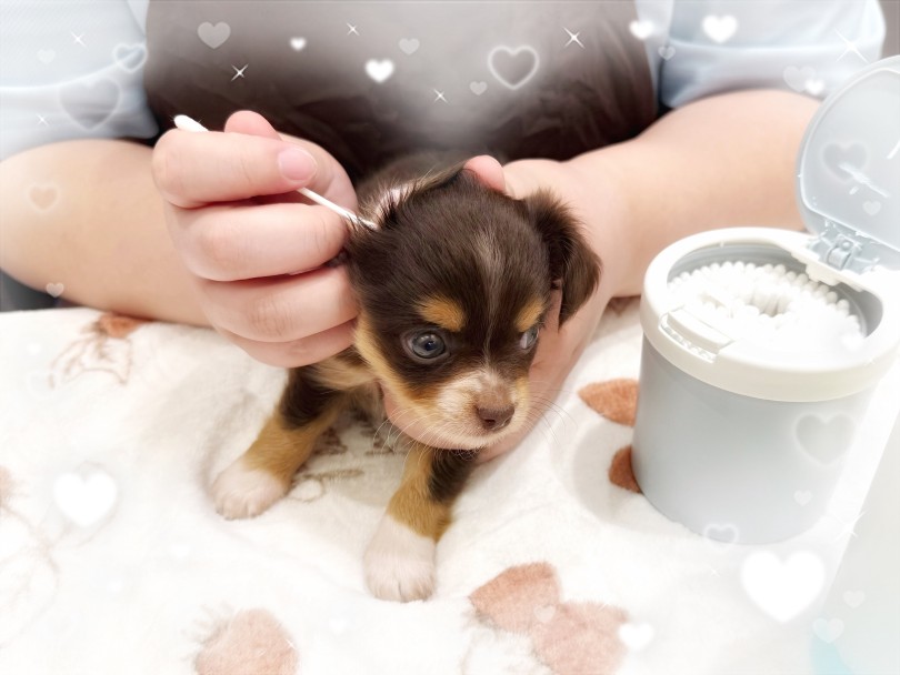 お手入れ必須なお耳掃除も余裕で出来ちゃいます | MIX犬 チワックス （21-249） - 鶴ヶ島店