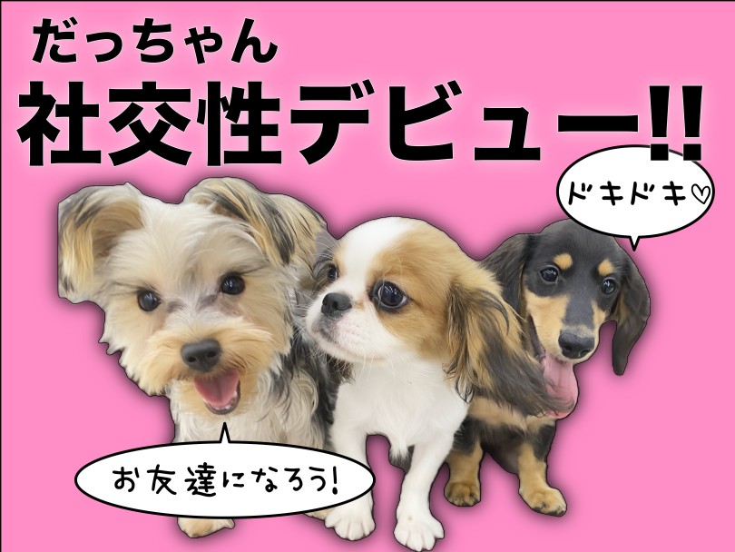 【 ミニチュアダックス 】フレンドリーさがレベチ！だっちゃん社交性デビュー！
