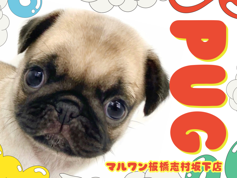 【 パグ 】黄金バランスのベビーフェイスパグがマルワン板橋志村坂下店に登場！