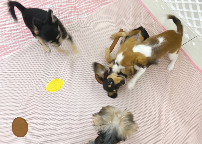 捕獲されました（笑） | ミニチュア・ダックスフント （06-295） - 横浜 大倉山店