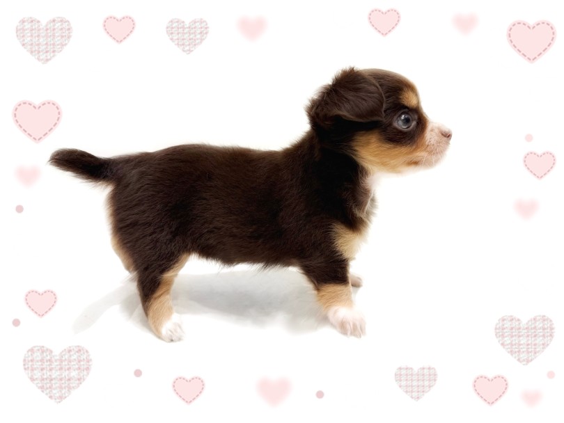 胴長短足の体つき！ | MIX犬 チワックス （21-249） - 鶴ヶ島店