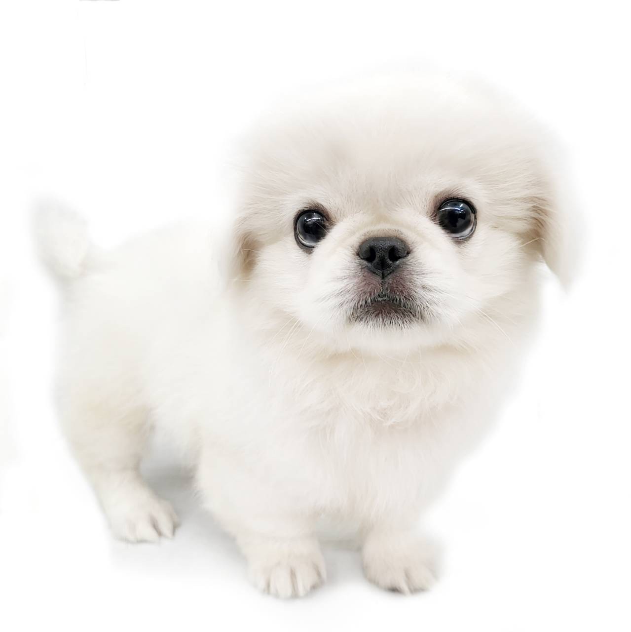 ペキニーズ | ペットショップ マルワン 小さめ子犬 美形な子猫 初心者