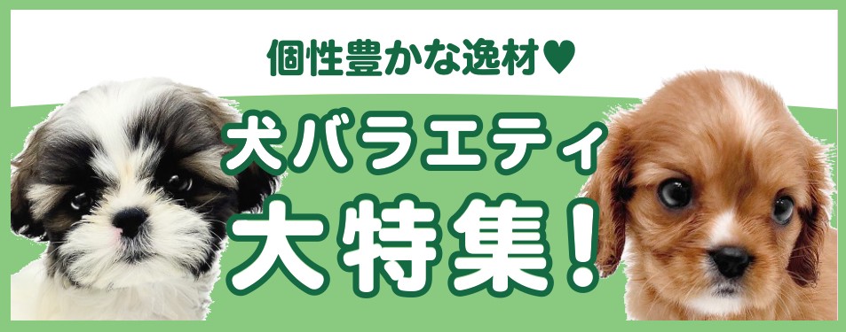 ペットショップ マルワン 小さめ子犬 美形な子猫 初心者安心の