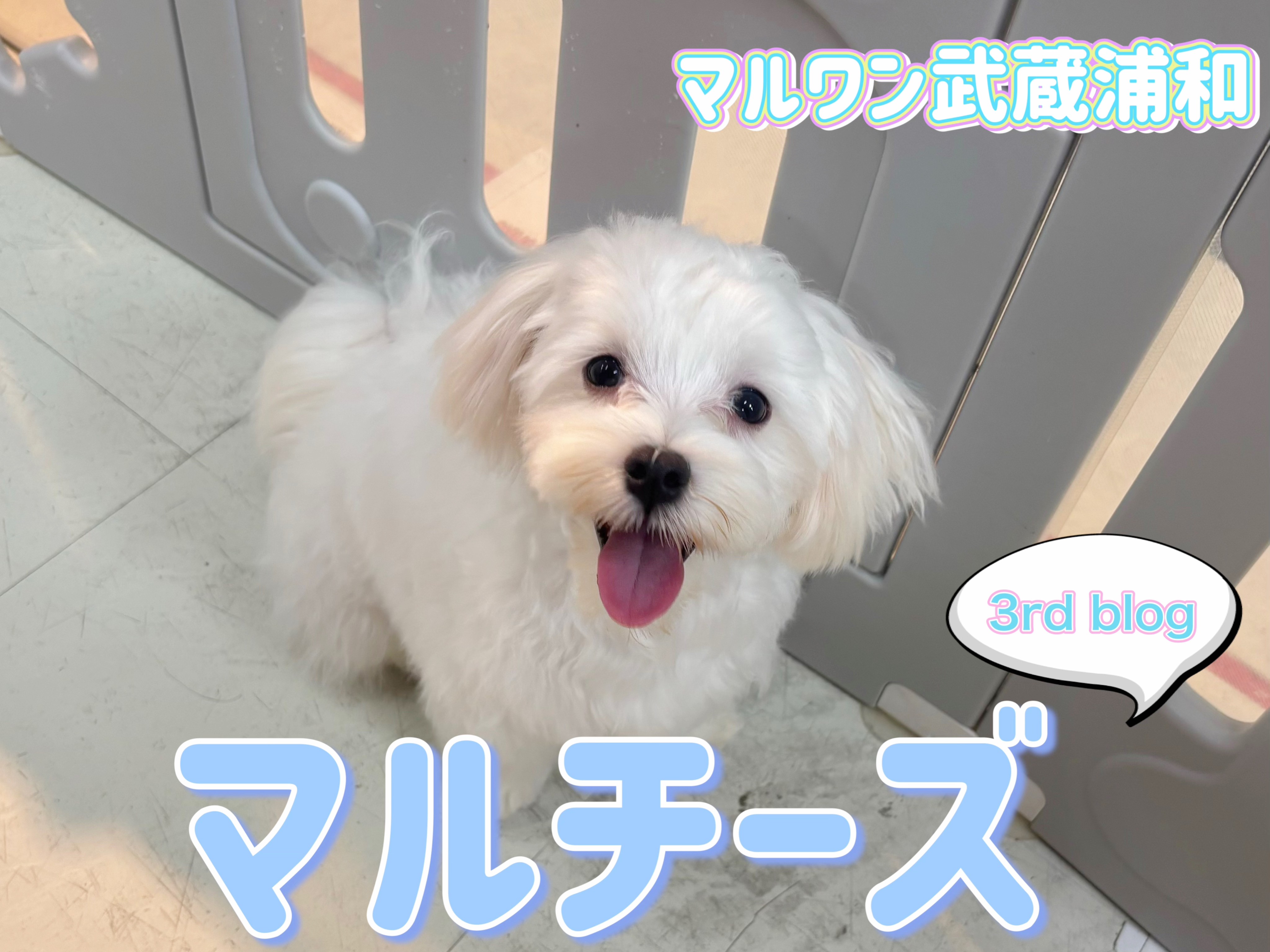 マルチーズ 】生後6ヶ月で2.0kg！涙やけのない小柄な男の子