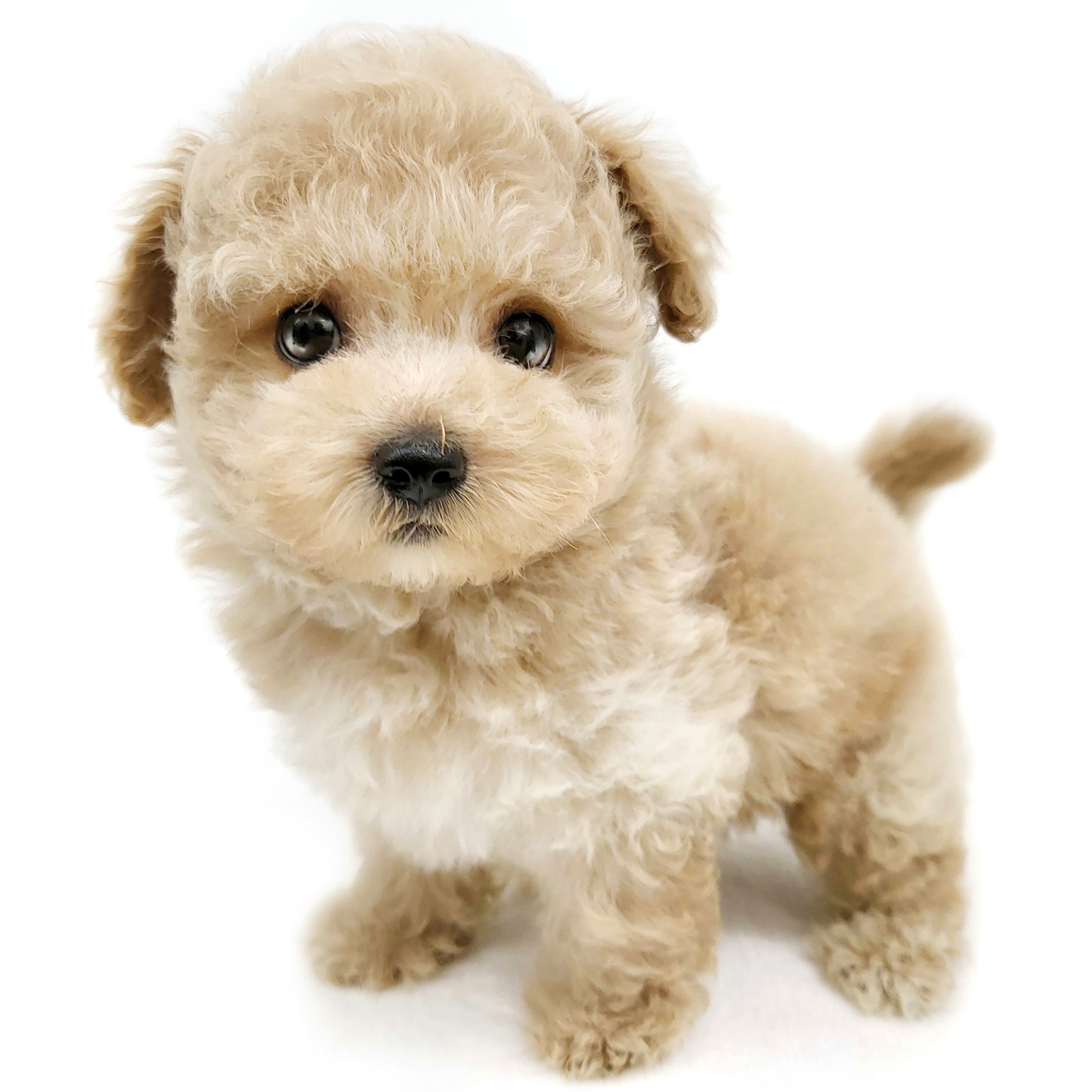 MIX（チワワ×トイプードル） | ペットショップ マルワン 小さめ子犬