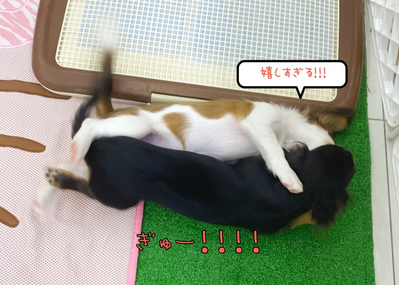ふたりともシッポがスゴイ！ | ミニチュア・ダックスフント （06-295） - 横浜 大倉山店