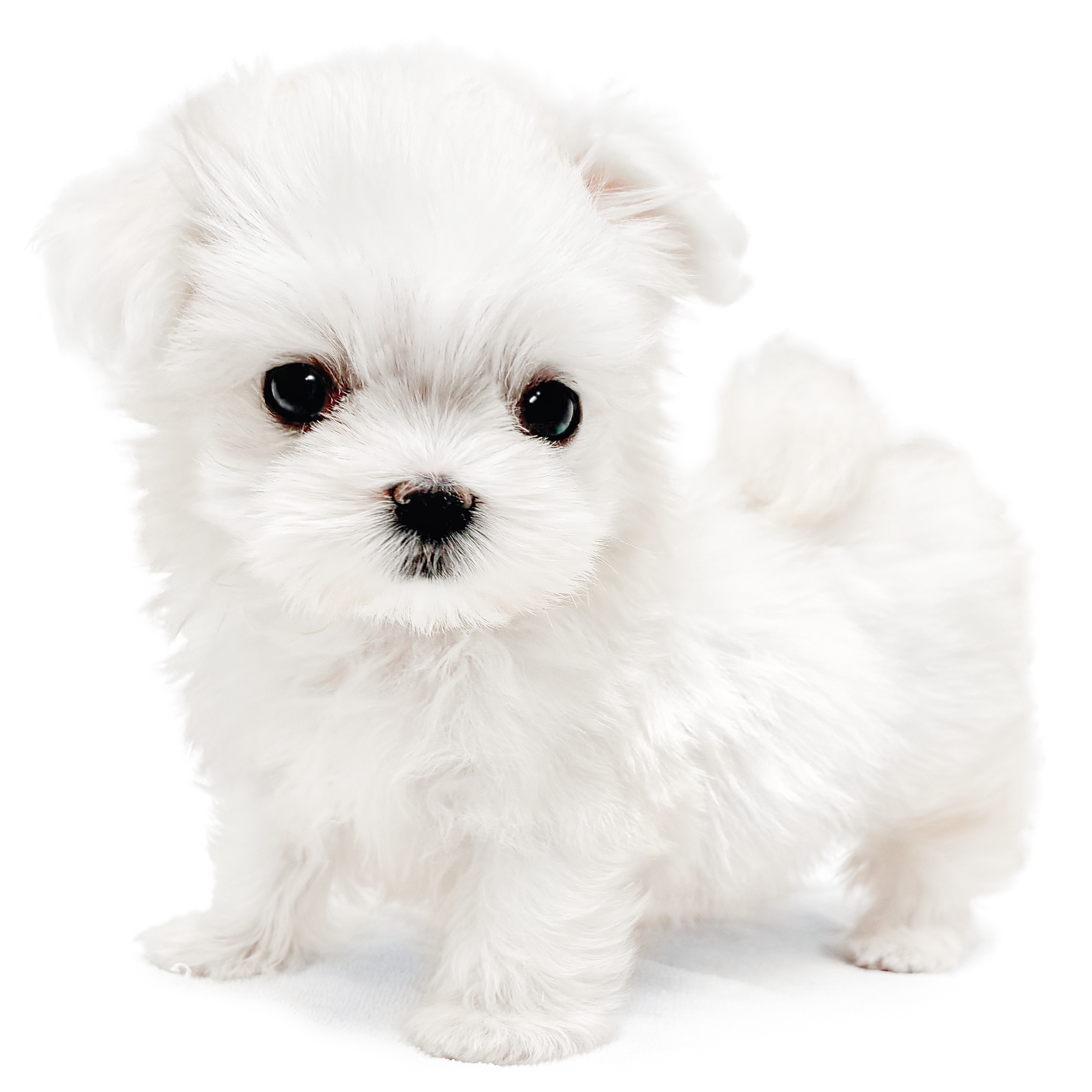 マルチーズ | ペットショップ マルワン 小さめ子犬 美形な子猫