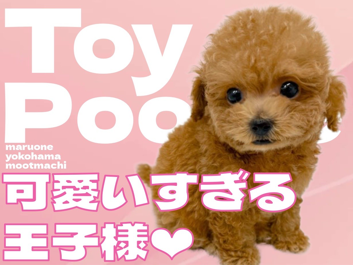 トイプードル 】完璧なテディベア！可愛すぎる王子様が横浜元町店に