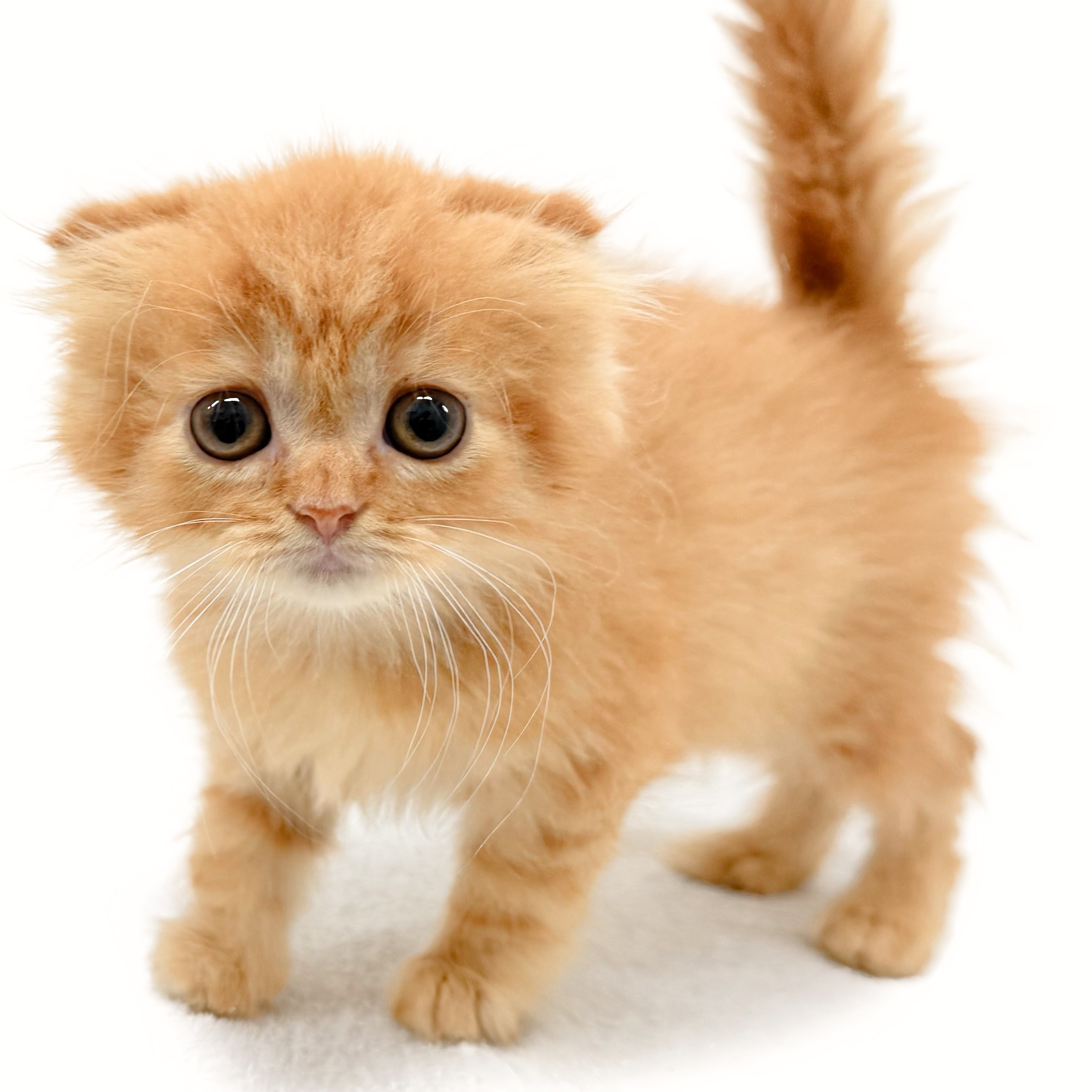 スコティッシュフォールド | ペットショップ マルワン 小さめ子犬 美形