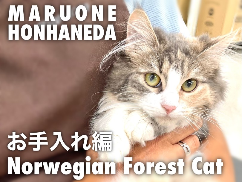 ノルウェージャン 】猫初心者必見！本羽田店ノルちゃん特集・お手入れ