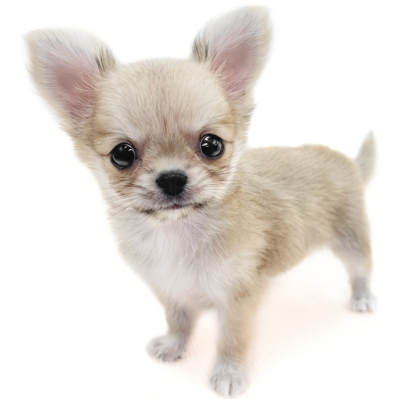 チワワ | ペットショップ マルワン 小さめ子犬 美形な子猫