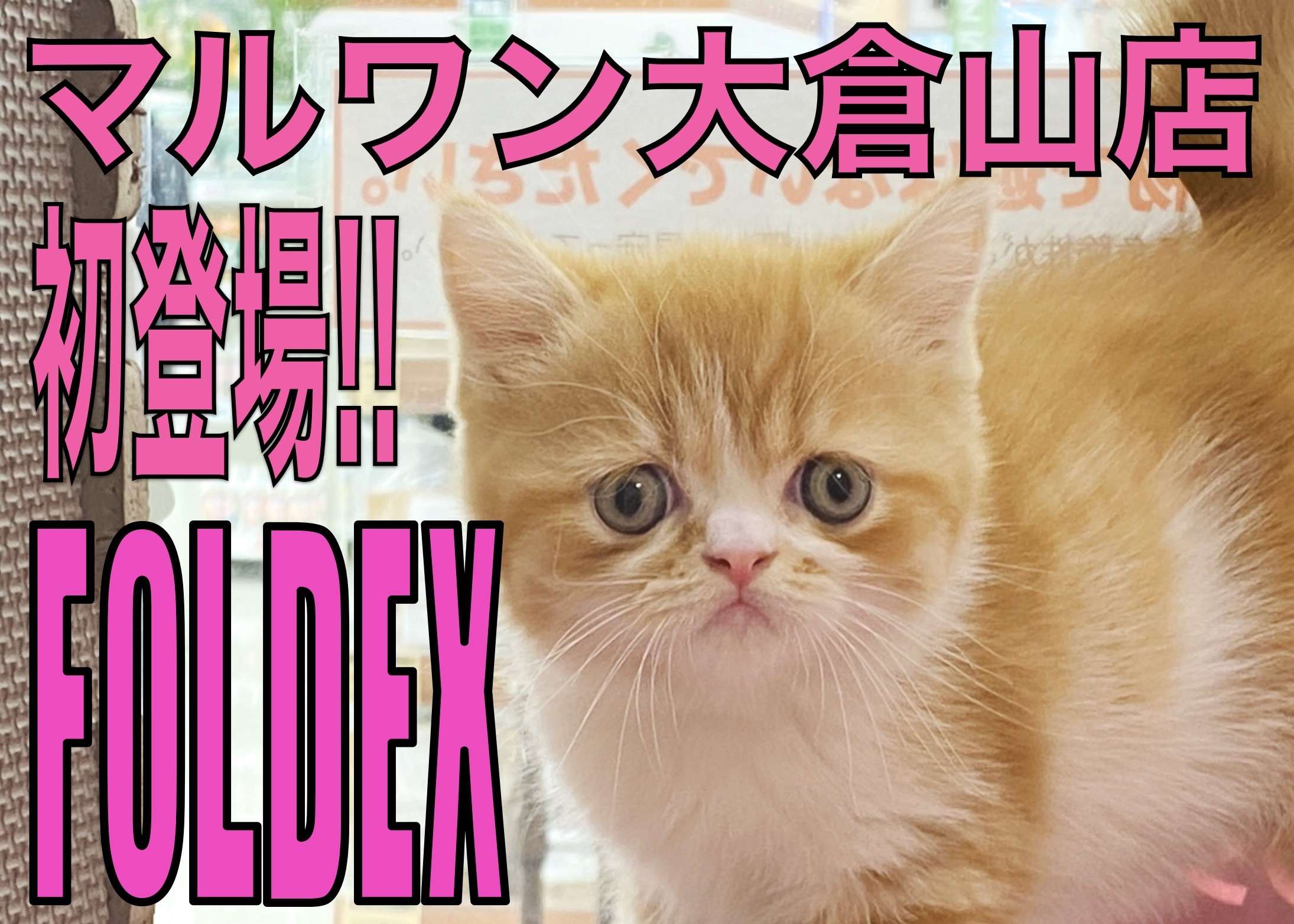 フォールデックス 】ぺちゃ顔好きは急げっ！レア猫種が大倉山店初登場