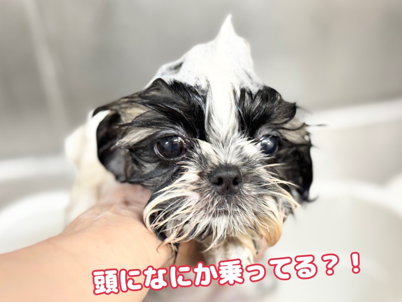 はじめてのシャンプーにドキドキ | シーズー （06-305） - 横浜 大倉山店