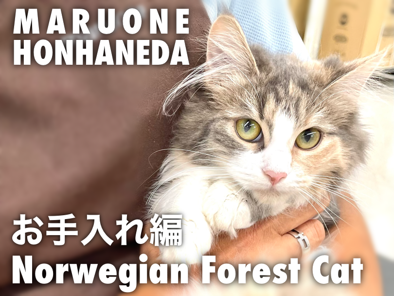 【 ノルウェージャン 】猫初心者必見！本羽田店ノルちゃん特集・お手入れ編