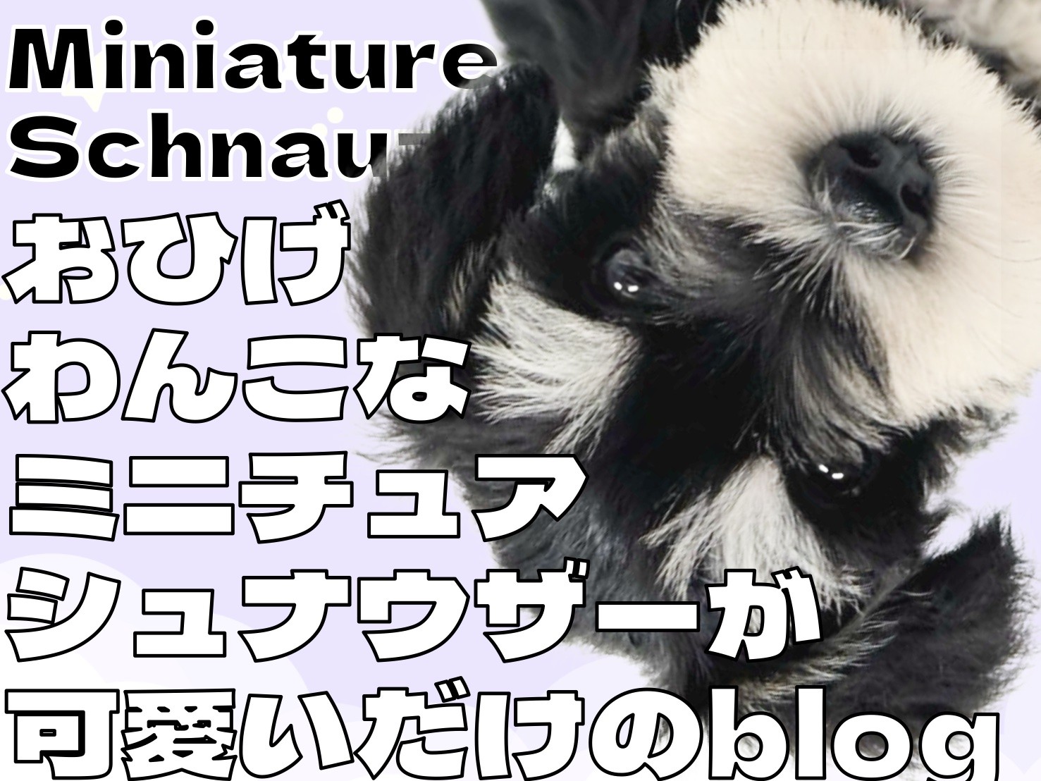 ミニチュアシュナウザー 】おひげのわんこなシュナちゃんが