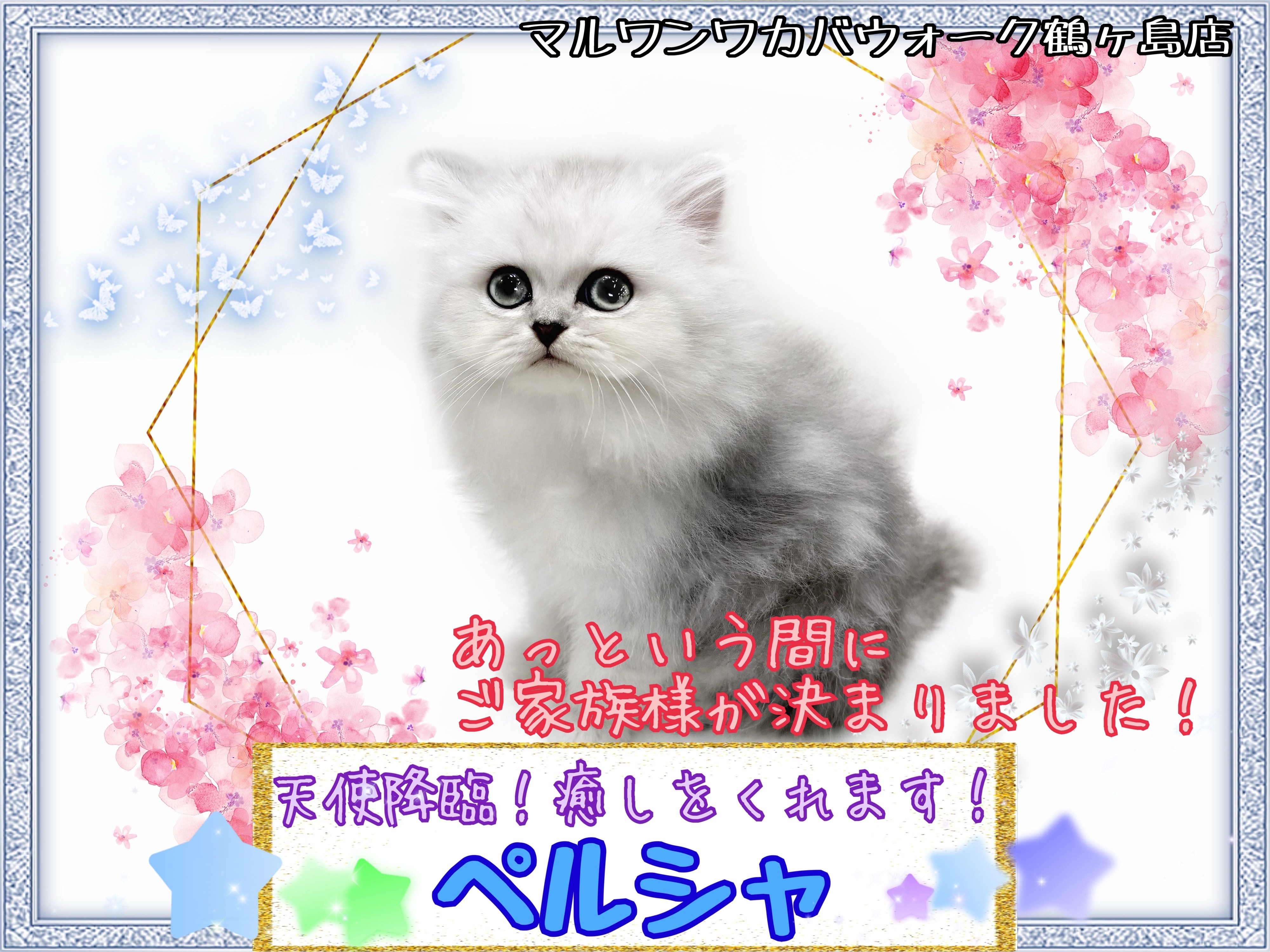 ペルシャ 】美の化身！一目見ただけで癒される猫の王子様 | マルワン