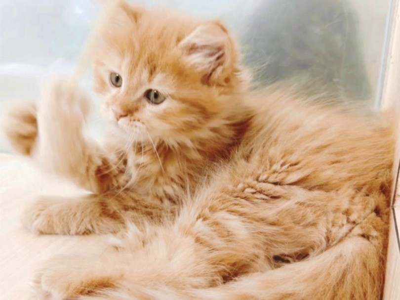 メインクーンの子猫に出会えるチャンスを、ぜひお見逃しなく！ | メインクーン （04-264） - さいたま 武蔵浦和店