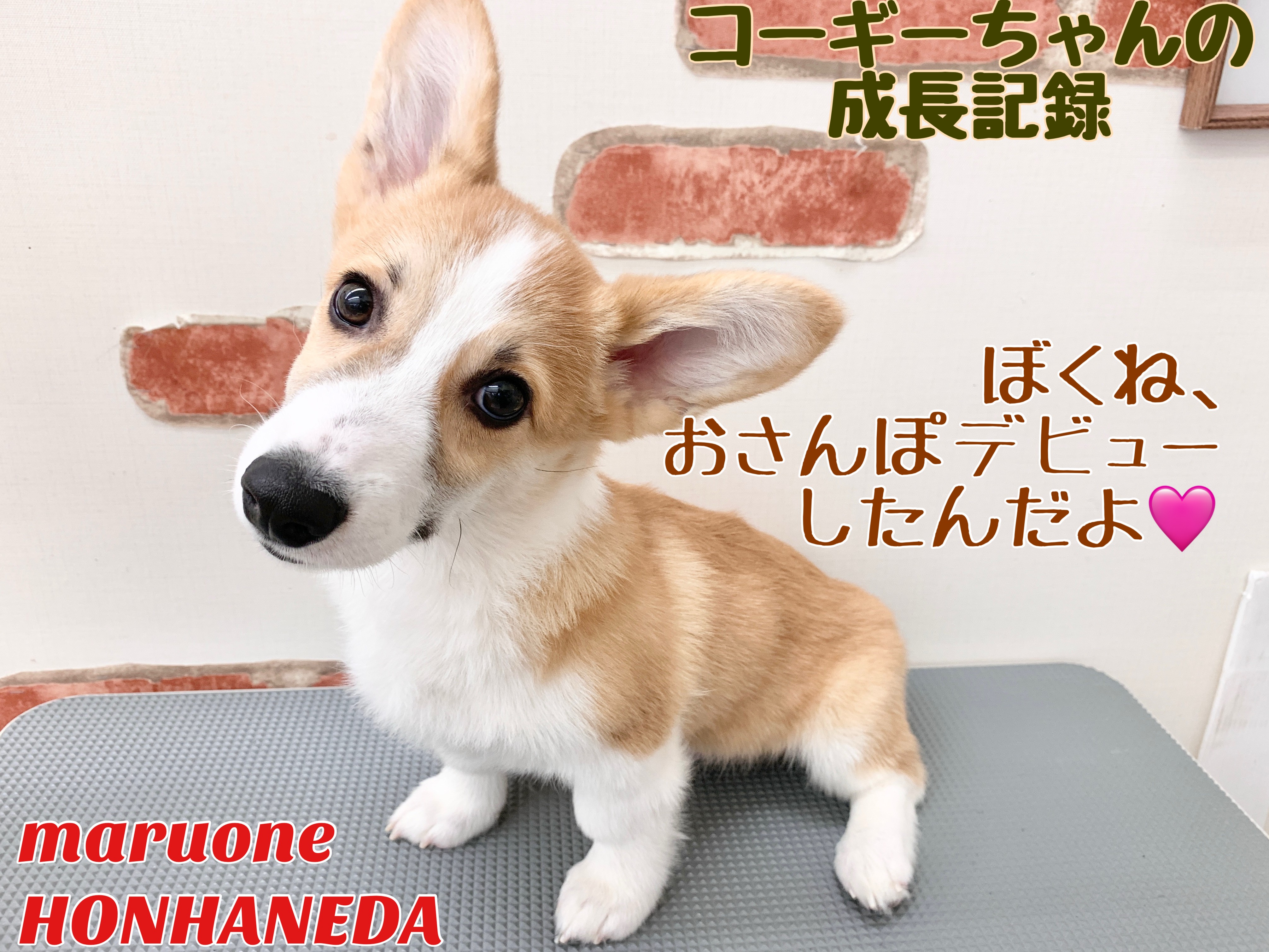 かわいい♡コーギーちゃんヨーキーちゃん柴犬ちゃんetc.オーダー受付ページ コーギー 】お散歩デビューを果たしたおっとりコーギーちゃんの成長