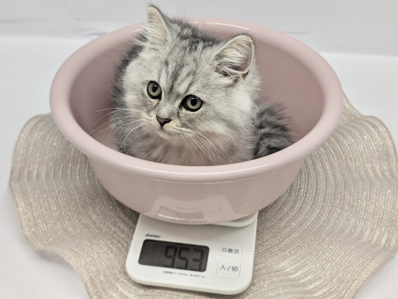 ペルシャとマンチカンから生まれた比較的新しい猫種 | ミヌエット （10-172） - 東日暮里店