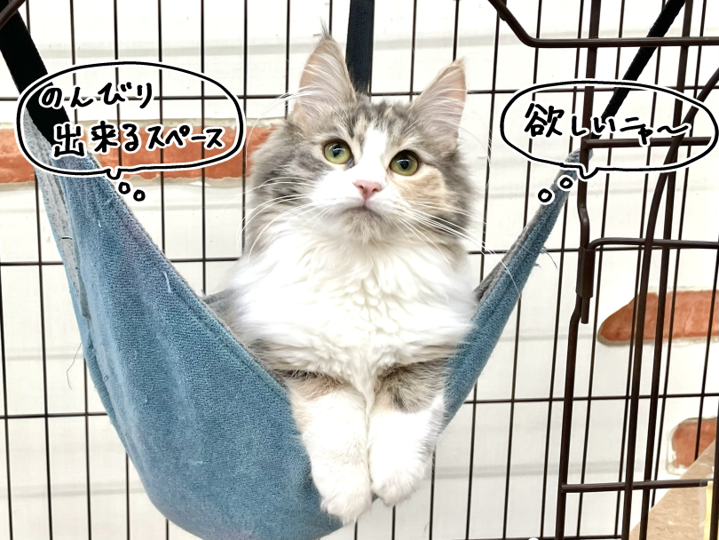 お手入れ馴れ・抱っこ馴れを育むポイント | ノルウェージャンフォレストキャット （05-160） - 本羽田店