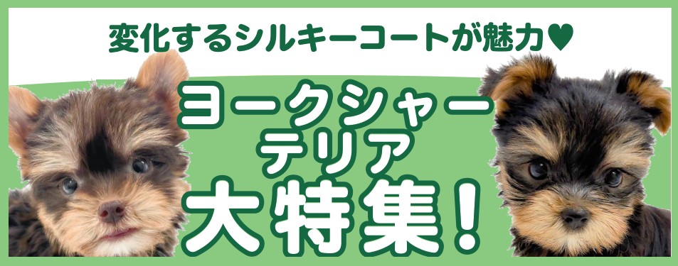 特集犬ヨークシャーテリア