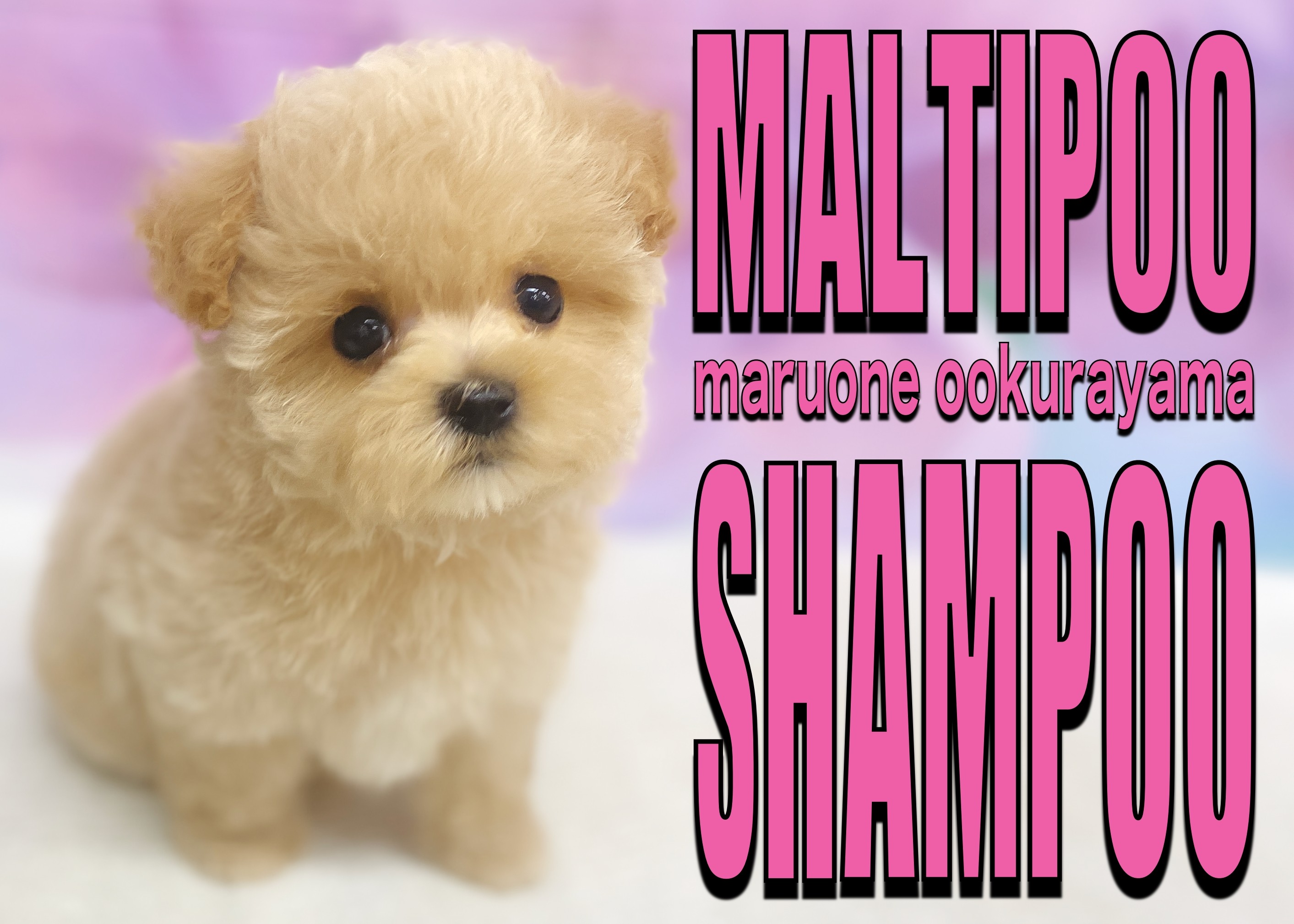 マルちゃん⚠︎シャンプーユニット購入確定の方のページです⚠︎ ~①~ MARU(まる) シャンプー（つめかえ用） | 健康の杜【公式】通販サイト