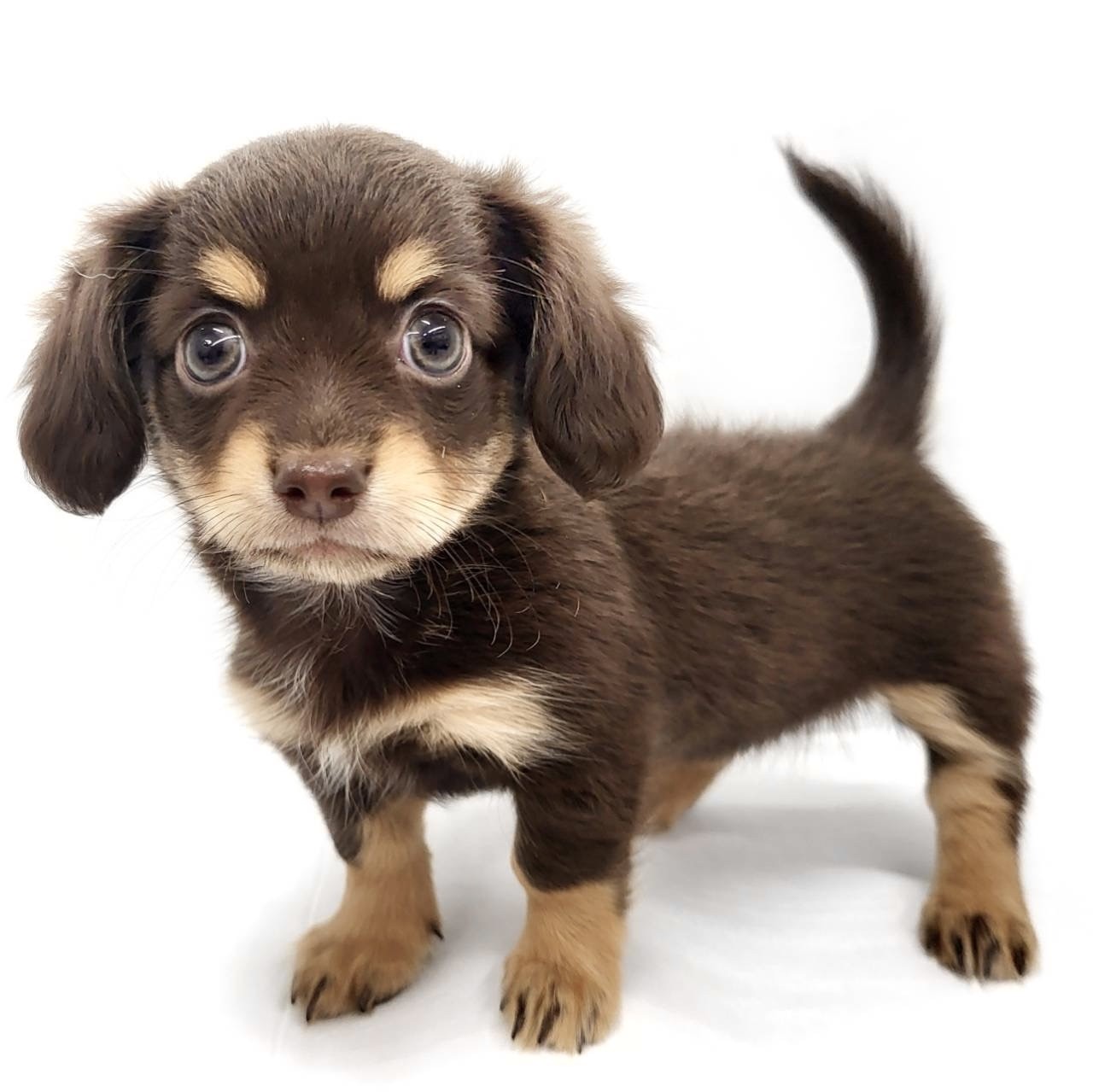 チワワ　Perfect Check 8冊セット 0e00ab8dcc763254c584ea5b9fd486