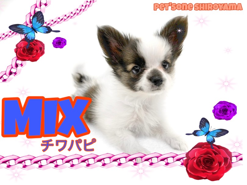 【 MIX 】チワワのように体は小柄！大きい耳はまるで蝶のようなチワパピちゃん